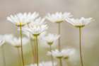 Oxeye daisy flowers, Lake Clark National Park and Preserve, Alaska Art Print